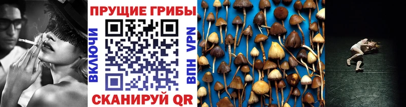 Галлюциногенные грибы Cubensis  Невинномысск 